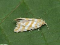 Image oder Foto f&uuml;r Aethes margaritana, Familie Wickler, Tortricidae, Cochylini, Kleinschmetterling, Mikro, Falter, Imago