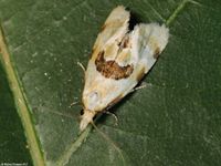 Image oder Foto f&uuml;r Aethes rubigana, Familie Wickler, Tortricidae, Cochylini, Kleinschmetterling, Mikro, Falter, Imago