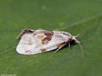 Image oder Foto f&uuml;r Aethes rubigana, Familie Wickler, Tortricidae, Cochylini, Kleinschmetterling, Mikro, Falter, Imago