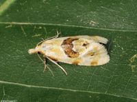 Image oder Foto f&uuml;r Aethes rubigana, Familie Wickler, Tortricidae, Cochylini, Kleinschmetterling, Mikro, Falter, Imago