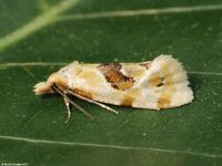 Image oder Foto f&uuml;r Aethes rubigana, Familie Wickler, Tortricidae, Cochylini, Kleinschmetterling, Mikro, Falter, Imago