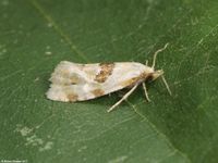 Image oder Foto f&uuml;r Aethes rubigana, Familie Wickler, Tortricidae, Cochylini, Kleinschmetterling, Mikro, Falter, Imago