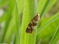 Image oder Foto f&uuml;r Aethes tesserana, Familie Wickler, Tortricidae, Cochylini, Kleinschmetterling, Mikro, Falter, Imago