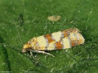 Image oder Foto f&uuml;r Aethes tesserana, Familie Wickler, Tortricidae, Cochylini, Kleinschmetterling, Mikro, Falter, Imago