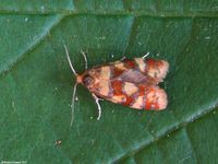 Image oder Foto f&uuml;r Aethes tesserana, Familie Wickler, Tortricidae, Cochylini, Kleinschmetterling, Mikro, Falter, Imago