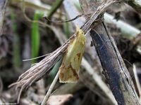 Image oder Foto f&uuml;r Agapeta hamana, Familie Wickler, Tortricidae, Cochylini, Kleinschmetterling, Mikro, Falter, Imago