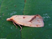 Image oder Foto f&uuml;r Agapeta hamana, Familie Wickler, Tortricidae, Cochylini, Kleinschmetterling, Mikro, Falter, Imago