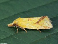 Image oder Foto f&uuml;r Agapeta hamana, Familie Wickler, Tortricidae, Cochylini, Kleinschmetterling, Mikro, Falter, Imago