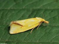 Image oder Foto f&uuml;r Agapeta hamana, Familie Wickler, Tortricidae, Cochylini, Kleinschmetterling, Mikro, Falter, Imago