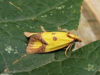 Image oder Foto f&uuml;r Agapeta zoegana, Familie Wickler, Tortricidae, Cochylini, Kleinschmetterling, Mikro, Falter, Imago