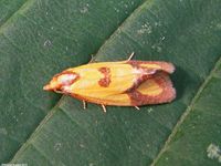 Image oder Foto f&uuml;r Agapeta zoegana, Familie Wickler, Tortricidae, Cochylini, Kleinschmetterling, Mikro, Falter, Imago