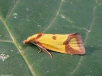 Image oder Foto f&uuml;r Agapeta zoegana, Familie Wickler, Tortricidae, Cochylini, Kleinschmetterling, Mikro, Falter, Imago