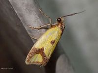 Image oder Foto f&uuml;r Agapeta zoegana, Familie Wickler, Tortricidae, Cochylini, Kleinschmetterling, Mikro, Falter, Imago