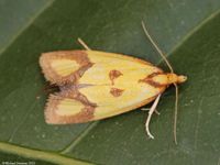 Image oder Foto f&uuml;r Agapeta zoegana, Familie Wickler, Tortricidae, Cochylini, Kleinschmetterling, Mikro, Falter, Imago