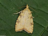 Image oder Foto f&uuml;r Aleimma loeflingiana, Familie Wickler, Tortricidae, Tortricini, Kleinschmetterling, Mikro, Falter, Imago