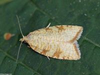 Image oder Foto f&uuml;r Aleimma loeflingiana, Familie Wickler, Tortricidae, Tortricini, Kleinschmetterling, Mikro, Falter, Imago