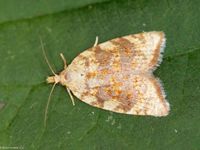 Image oder Foto f&uuml;r Aleimma loeflingiana, Familie Wickler, Tortricidae, Tortricini, Kleinschmetterling, Mikro, Falter, Imago