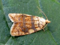 Image oder Foto f&uuml;r Aleimma loeflingiana, Familie Wickler, Tortricidae, Tortricini, Kleinschmetterling, Mikro, Falter, Imago