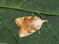 Image oder Foto f&uuml;r Aleimma loeflingiana, Familie Wickler, Tortricidae, Tortricini, Kleinschmetterling, Mikro, Falter, Imago