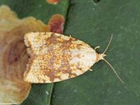 Image oder Foto f&uuml;r Aleimma loeflingiana, Familie Wickler, Tortricidae, Tortricini, Kleinschmetterling, Mikro, Falter, Imago