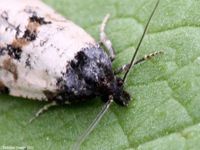 Image oder Foto f&uuml;r Cochylis atricapitana, Familie Wickler, Tortricidae, Cochylini, Kleinschmetterling, Mikro, Falter, Imago