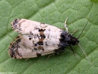 Image oder Foto f&uuml;r Cochylis atricapitana, Familie Wickler, Tortricidae, Cochylini, Kleinschmetterling, Mikro, Falter, Imago