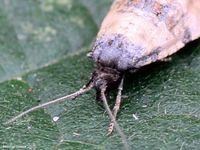 Image oder Foto f&uuml;r Cochylis atricapitana, Familie Wickler, Tortricidae, Cochylini, Kleinschmetterling, Mikro, Falter, Imago