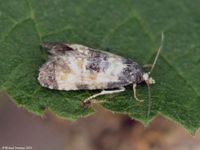 Image oder Foto f&uuml;r Cochylis dubitana, Familie Wickler, Tortricidae, Cochylini, Kleinschmetterling, Mikro, Falter, Imago