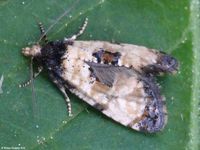 Image oder Foto f&uuml;r Cochylis dubitana, Familie Wickler, Tortricidae, Cochylini, Kleinschmetterling, Mikro, Falter, Imago