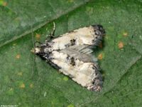 Image oder Foto f&uuml;r Cochylis dubitana, Familie Wickler, Tortricidae, Cochylini, Kleinschmetterling, Mikro, Falter, Imago