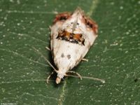 Image oder Foto f&uuml;r Cochylis hybridella, Familie Wickler, Tortricidae, Cochylini, Kleinschmetterling, Mikro, Falter, Imago