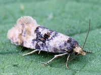 Image oder Foto f&uuml;r Cochylis nana, Familie Wickler, Tortricidae, Cochylini, Kleinschmetterling, Mikro, Falter, Imago