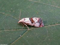 Image oder Foto f&uuml;r Eupoecilia angustana, Familie Wickler, Tortricidae, Cochylini, Kleinschmetterling, Mikro, Falter, Imago