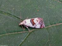 Image oder Foto f&uuml;r Eupoecilia angustana, Familie Wickler, Tortricidae, Cochylini, Kleinschmetterling, Mikro, Falter, Imago