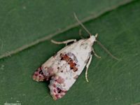 Image oder Foto f&uuml;r Eupoecilia angustana, Familie Wickler, Tortricidae, Cochylini, Kleinschmetterling, Mikro, Falter, Imago