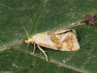 Image oder Foto f&uuml;r Phalonidia udana, Familie Wickler, Tortricidae, Cochylini, Kleinschmetterling, Mikro, Falter, Imago