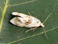 Image oder Foto f&uuml;r Phalonidia udana, Familie Wickler, Tortricidae, Cochylini, Kleinschmetterling, Mikro, Falter, Imago