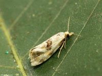 Image oder Foto f&uuml;r Phalonidia udana, Familie Wickler, Tortricidae, Cochylini, Kleinschmetterling, Mikro, Falter, Imago