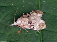 Image oder Foto f&uuml;r Phtheochroa rugosana, Familie Wickler, Tortricidae, Kleinschmetterling, Mikro, Falter, Imago