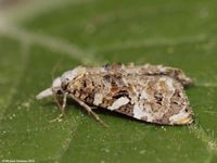 Image oder Foto f&uuml;r Phtheochroa rugosana, Familie Wickler, Tortricidae, Kleinschmetterling, Mikro, Falter, Imago