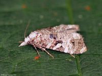 Image oder Foto f&uuml;r Phtheochroa rugosana, Familie Wickler, Tortricidae, Kleinschmetterling, Mikro, Falter, Imago