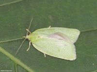 Image oder Foto f&uuml;r Tortrix viridana, Eichenwickler, Familie Wickler, Tortricidae, Tortricini, Kleinschmetterling, Mikro, Falter, Imago