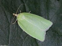 Image oder Foto f&uuml;r Tortrix viridana, Eichenwickler, Familie Wickler, Tortricidae, Tortricini, Kleinschmetterling, Mikro, Falter, Imago