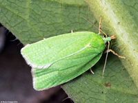 Image oder Foto f&uuml;r Tortrix viridana, Eichenwickler, Familie Wickler, Tortricidae, Tortricini, Kleinschmetterling, Mikro, Falter, Imago