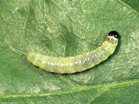 Image oder Foto f&uuml;r Tortrix viridana, Eichenwickler, Familie Wickler, Tortricidae, Tortricini, Kleinschmetterling, Mikro, Raupe, Larve