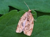 Image oder Foto f&uuml;r Adoxophyes orana, Familie Wickler, Tortricidae, Archipini, Kleinschmetterling, Mikro, Falter, Imago