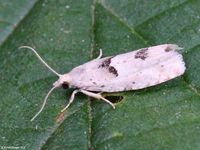 Image oder Bild f&uuml;r Epinotia bilunana, Familie Wickler, Tortricidae, Eucosmini, Kleinschmetterling, Mikro, Falter, Imago