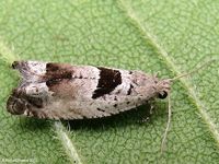 Image oder Bild f&uuml;r Epinotia ramella, Familie Wickler, Tortricidae, Eucosmini, Kleinschmetterling, Mikro, Falter, Imago