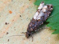 Image oder Bild f&uuml;r Epinotia trigonella, Familie Wickler, Tortricidae, Eucosmini, Kleinschmetterling, Mikro, Falter, Imago