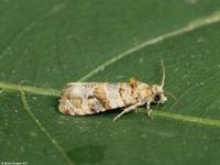 Image oder Bild f&uuml;r Lobesia botrana, Familie Wickler, Tortricidae, Lobesiini, Kleinschmetterling, Mikro, Falter, Imago